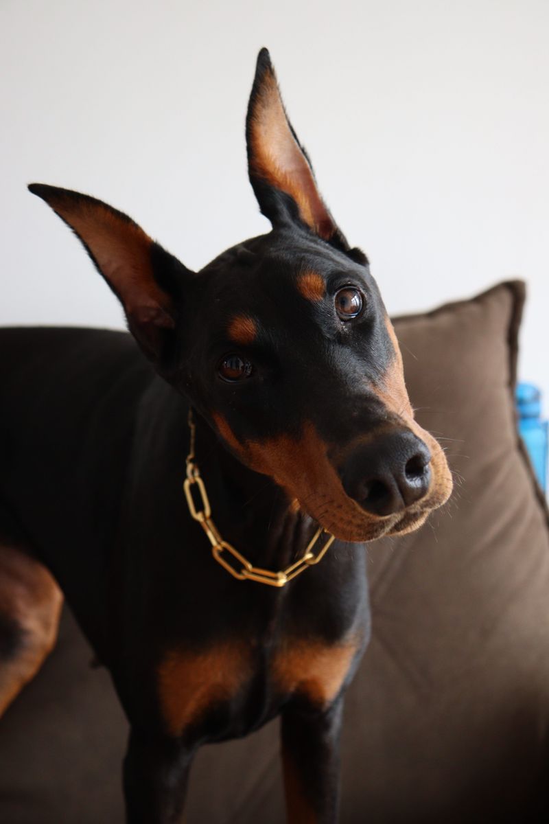 Some dog breeds leave such a lasting impression that every future companion has big shoes to fill 14 Doberman Pinscher