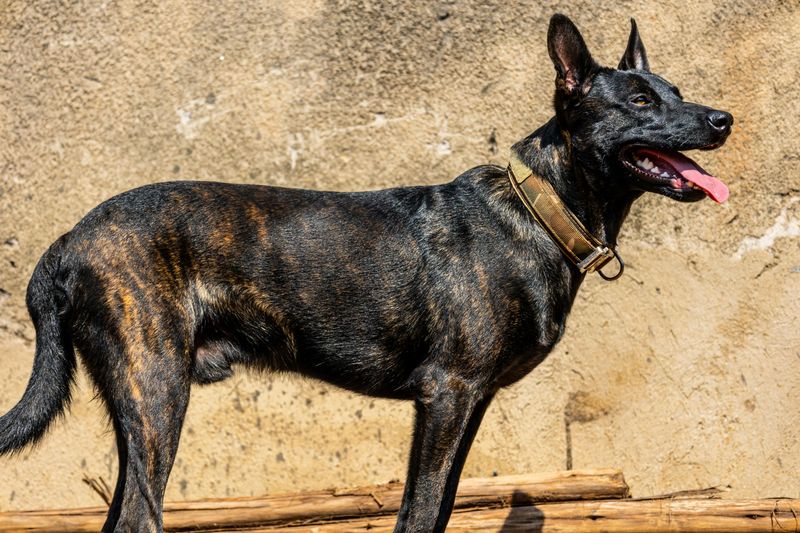 Grooming and Coat Care