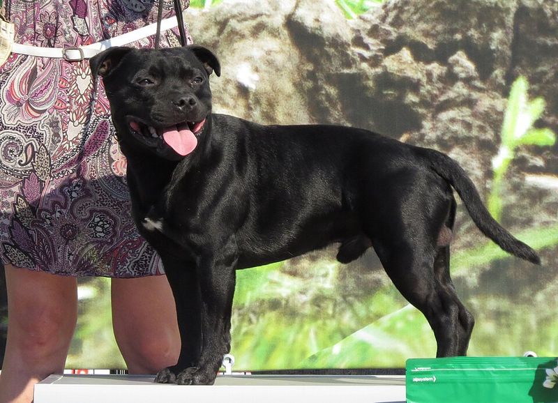 If you're going to love your dog like family, these breeds may take that commitment just as seriously 7 Staffordshire Bull Terrier