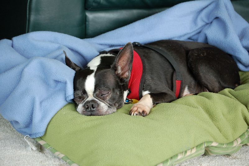 Boston Terrier
