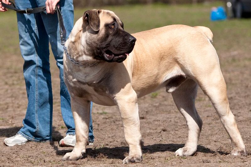 11 fearless dog breeds ever known, plus 3 steady and dependable breeds 9 Boerboel