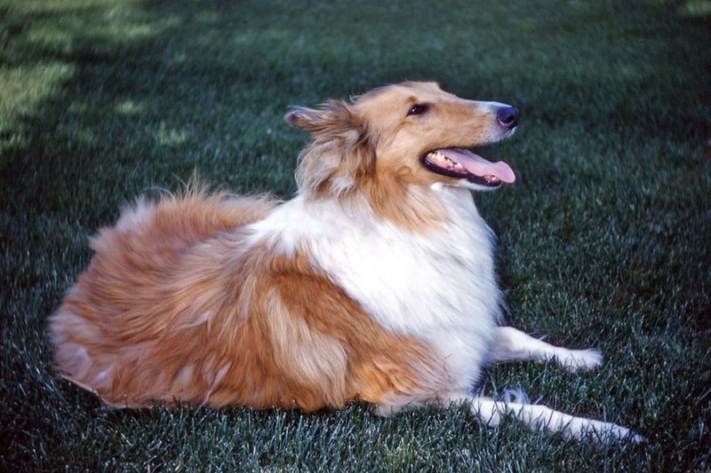 Think every family dog bonds the same way? These breeds can make the relationship feel much deeper 5 Rough Collie