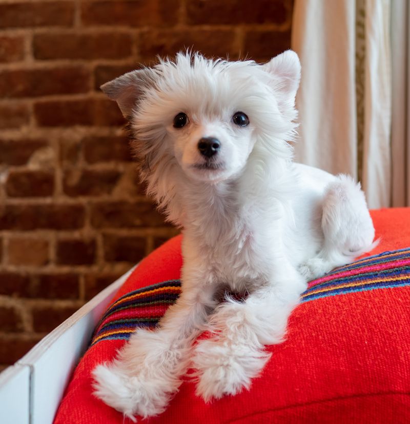 Chinese Crested