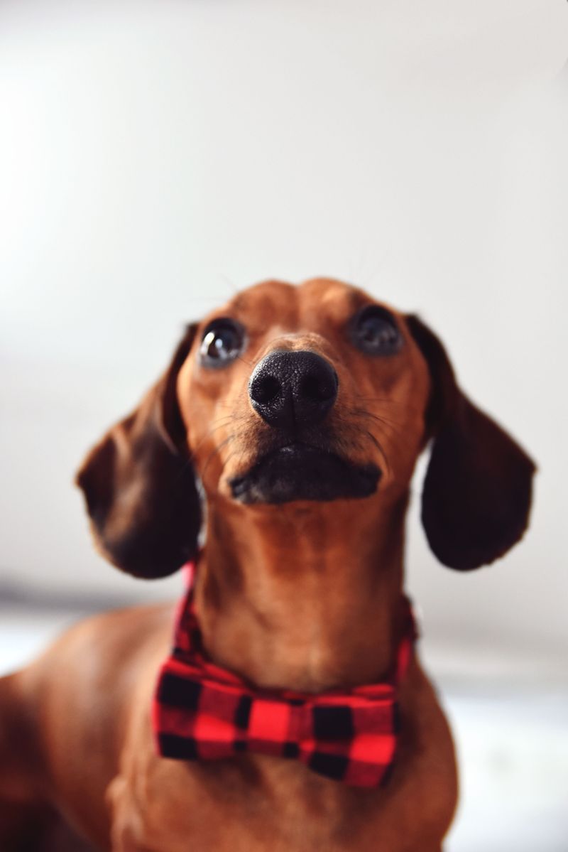 These 14 dogs often become completely different companions as they mature 14 Dachshund
