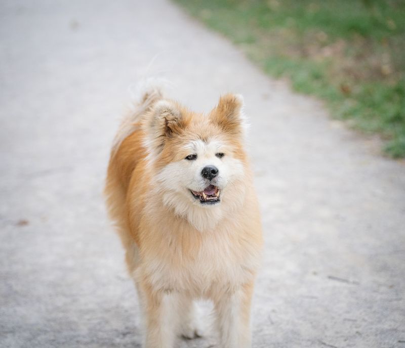 You don't necessarily choose to become their favorite - these dog breeds can make that decision themselves 2 Akita