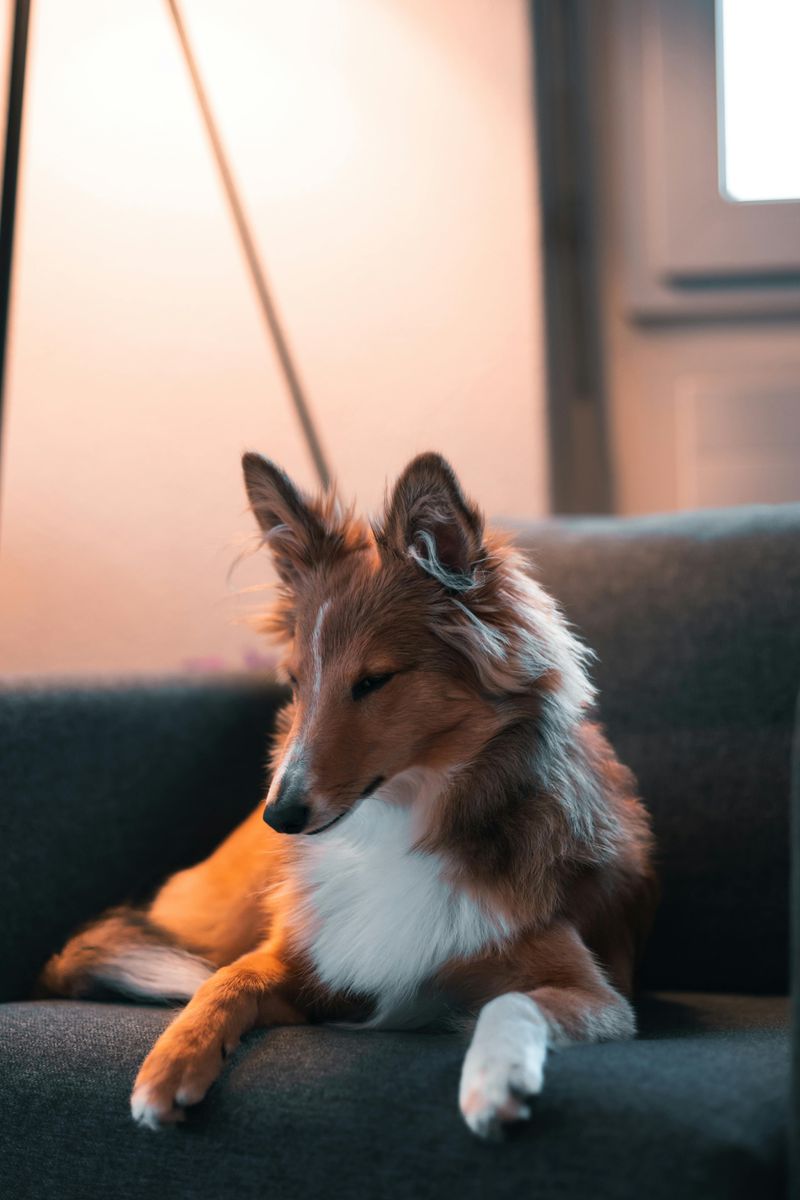 18 dog breeds that become clingy when they sense you are stressed 12 Shetland Sheepdog