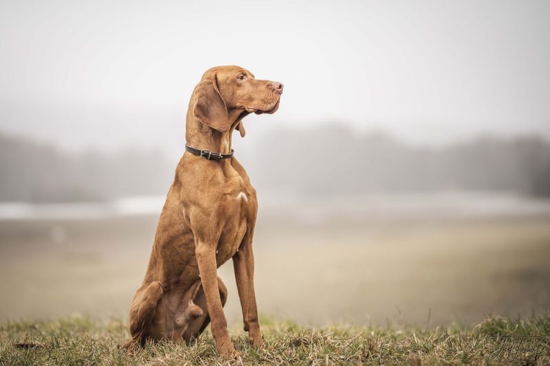 These dog breeds often become exceptional learners once owners stop rushing the process 13 Vizsla