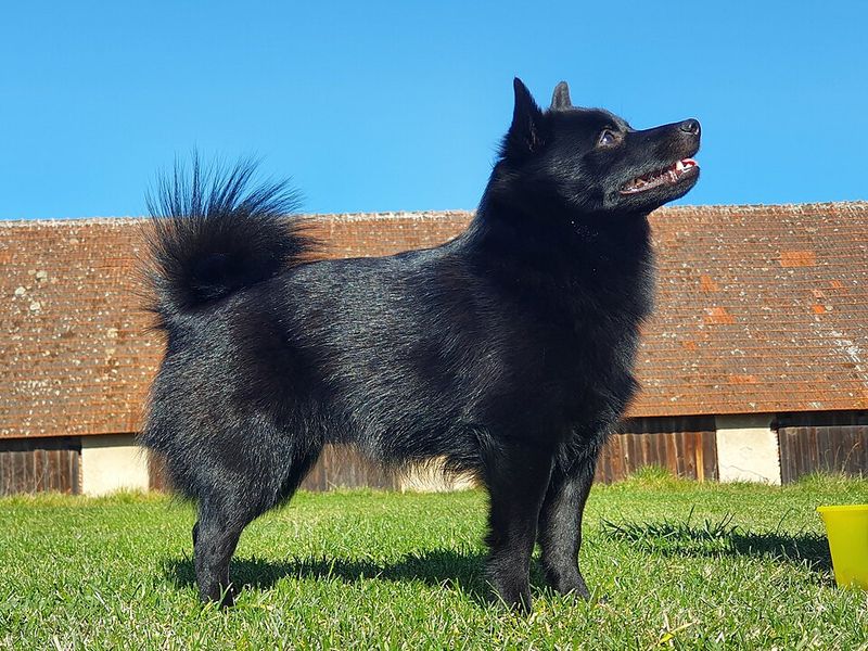 Looking for the Perfect Dog? Here Are 17 Breeds That Instantly Win Hearts 8 Schipperke