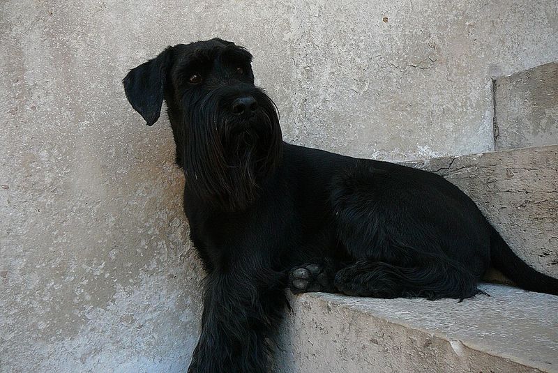 Looking for steady confidence instead of nonstop energy? Start with these dog breeds 2 Standard Schnauzer