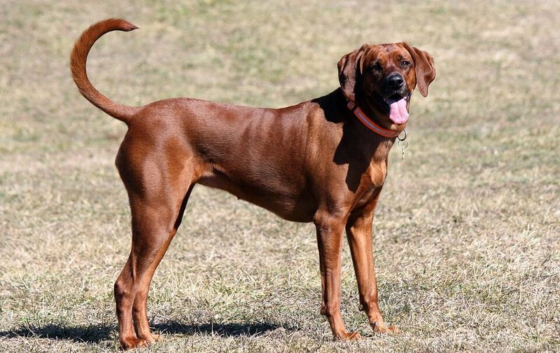 Give these 12 dog breeds a scent to follow and watch their instincts take over 7 Redbone Coonhound