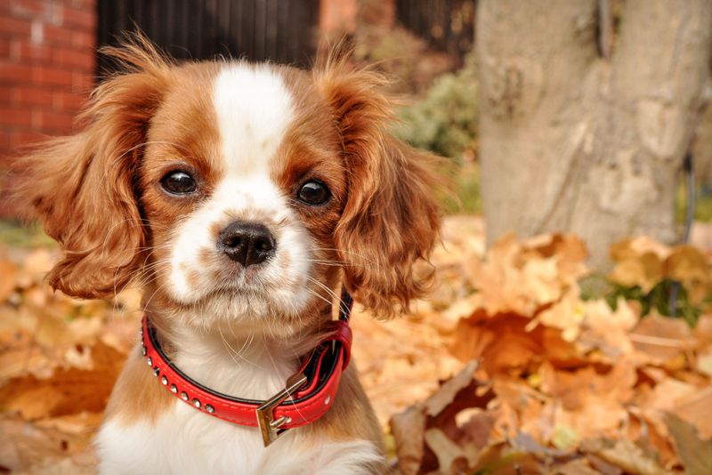 11 dog breeds that want to be treated like the babies of the family 2 Cavalier King Charles Spaniel