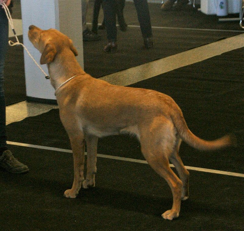 Working-line Labrador Retriever