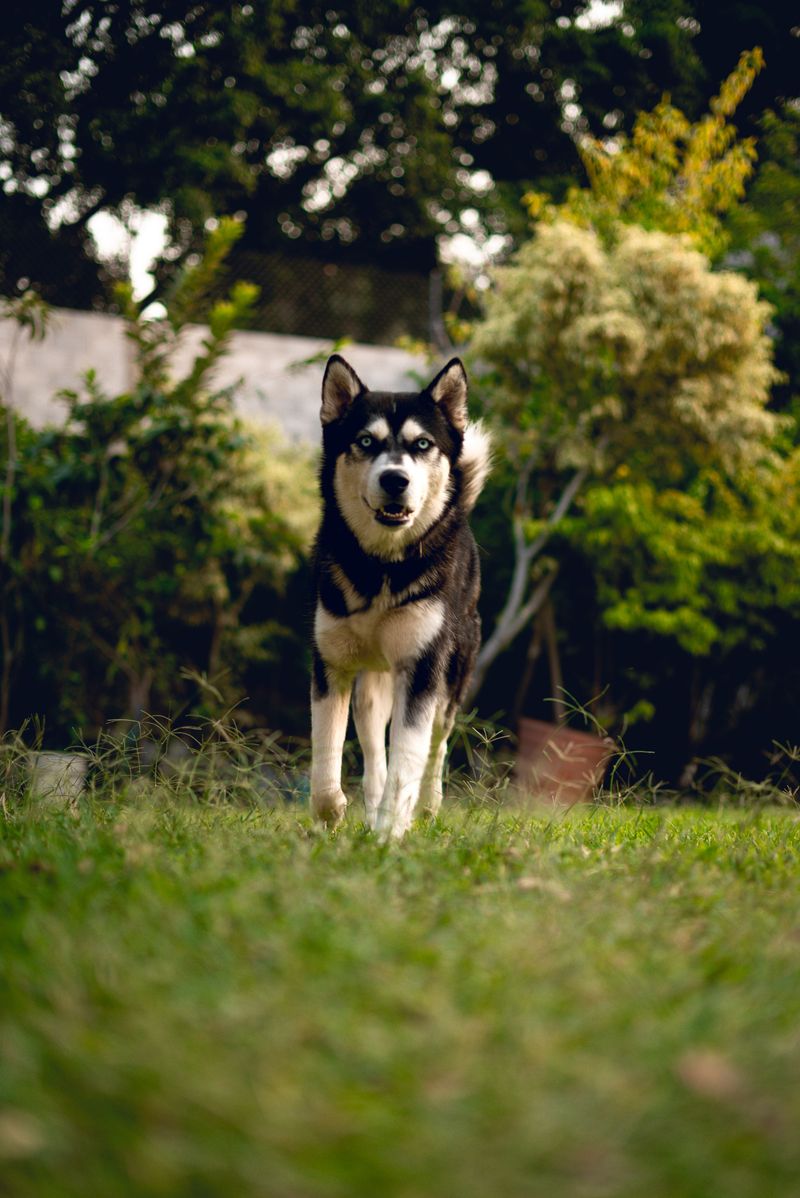 10 dog breeds that can struggle even in loving homes - plus 3 that adapt to almost any routine 3 Siberian Husky