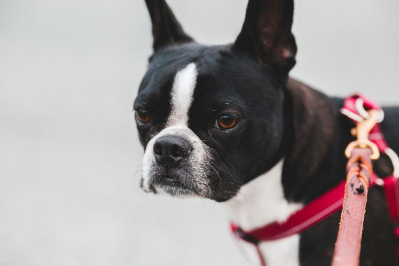 Boston Terrier