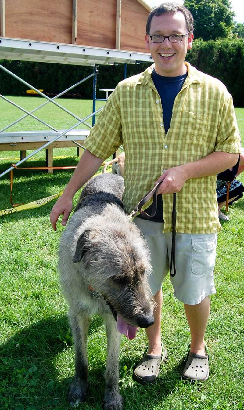 Irish Wolfhound