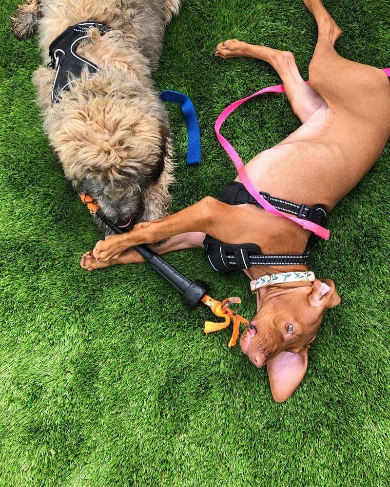 Dog Name Trends Are Shifting Fast - 15 Picks Owners Keep Repeating (and Why) 10 Coco