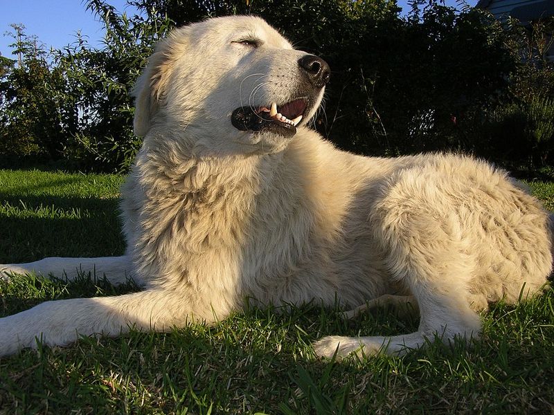 15 dog breeds that feel like they were made for wild hills and rough weather 10 Maremma Sheepdog