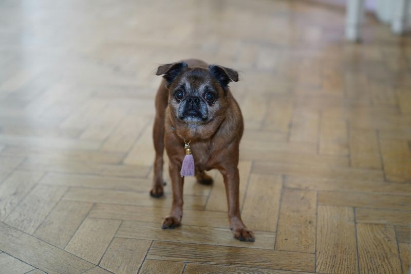 Brussels Griffon