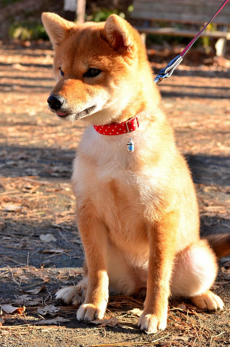 12 dog breeds that keep barking to a minimum while bringing maximum joy 10 Shiba Inu