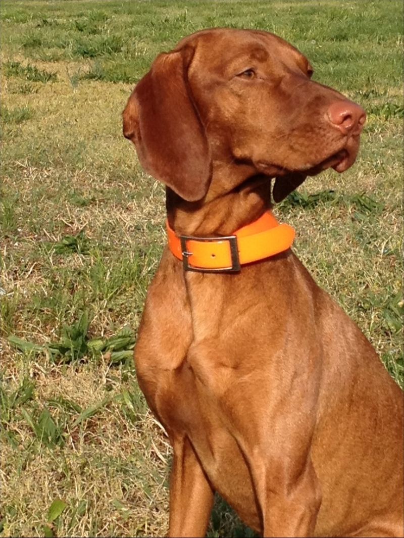 Vizsla