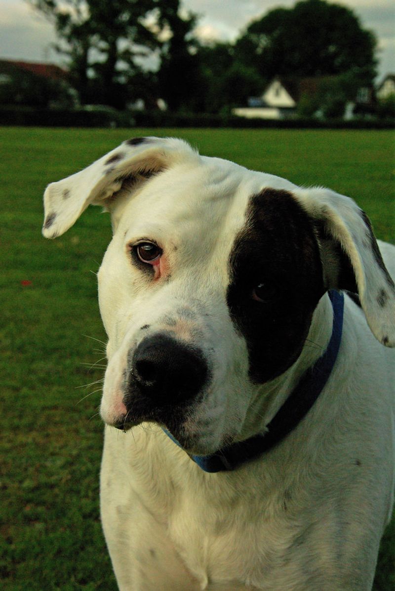 10 surprising facts that reveal the true nature of American Bulldogs 4 Can be very gentle with children