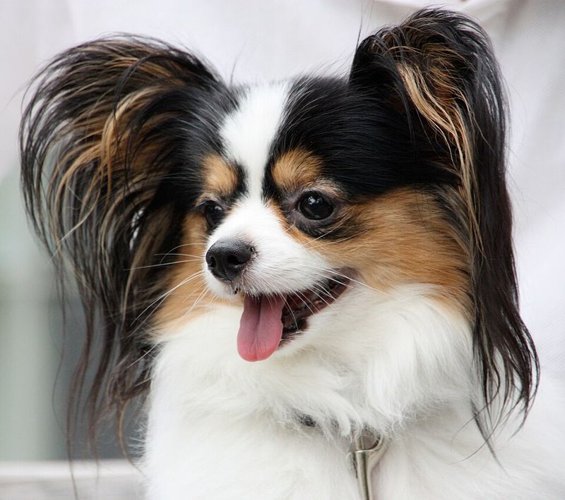 11 small dog breeds owners choose when they want more years together 6 Papillon