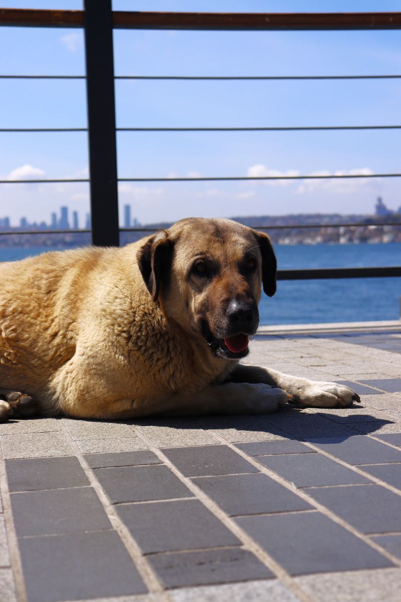 Without consistent rules, these 12 dog breeds may start guarding more than they should 11 Anatolian Shepherd Dog