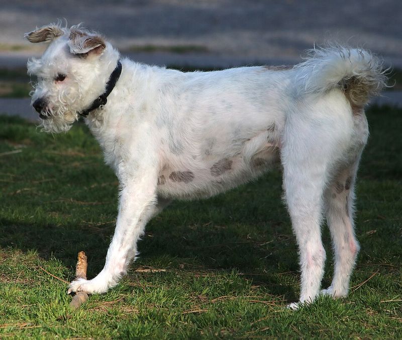Soft Coated Wheaten Terrier