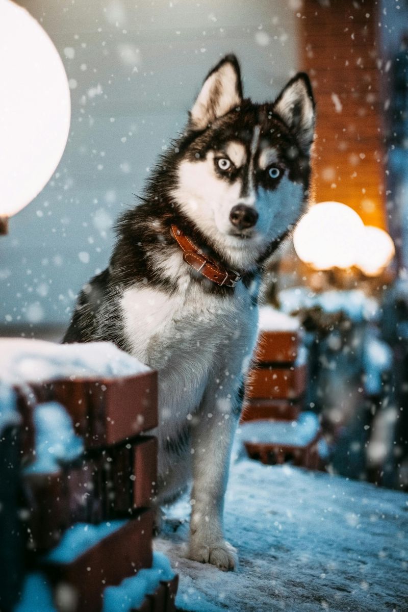 15 Dog Breeds That Look Amazing in Holiday Photos 2 Siberian Husky