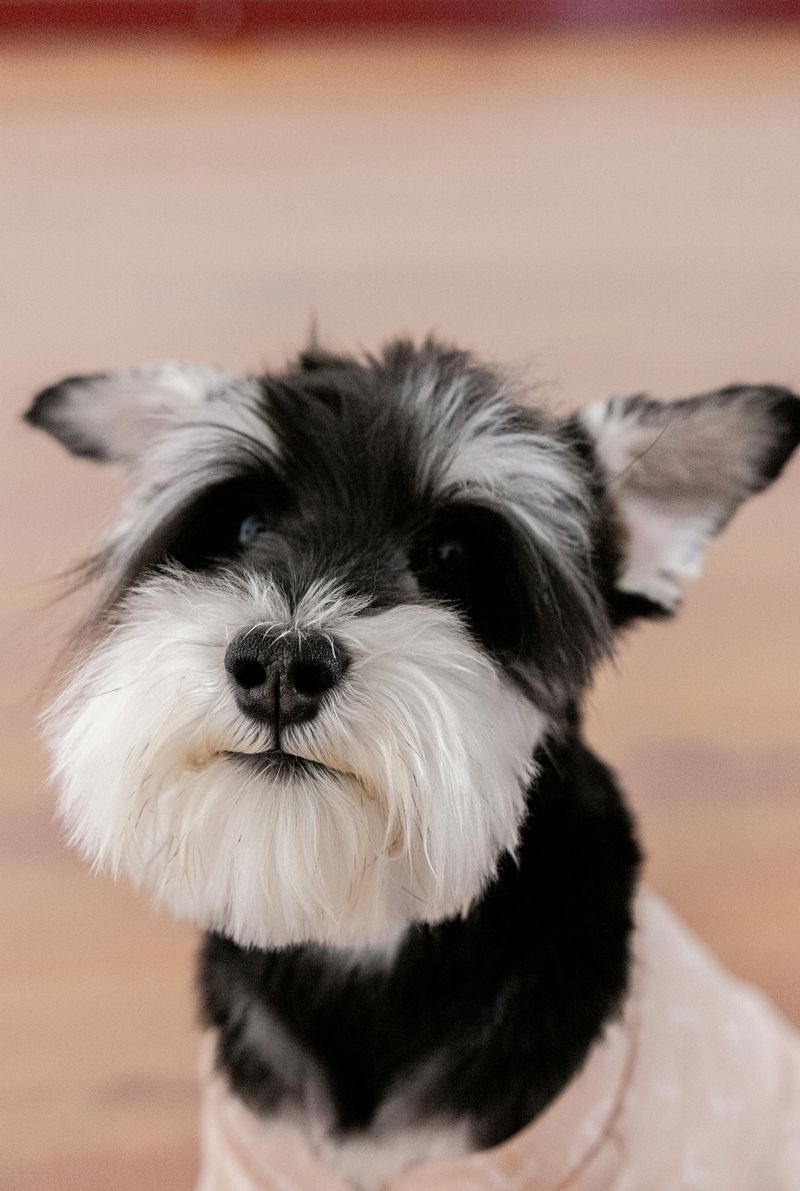 These 12 dog breeds are popular among highly intelligent owners 13 Miniature Schnauzer