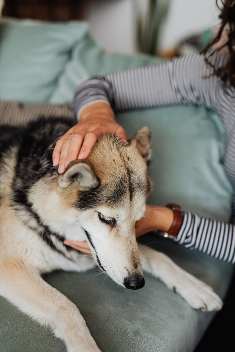 If your dog does these 10 things, you've earned something special 7 Seeks comfort from you first