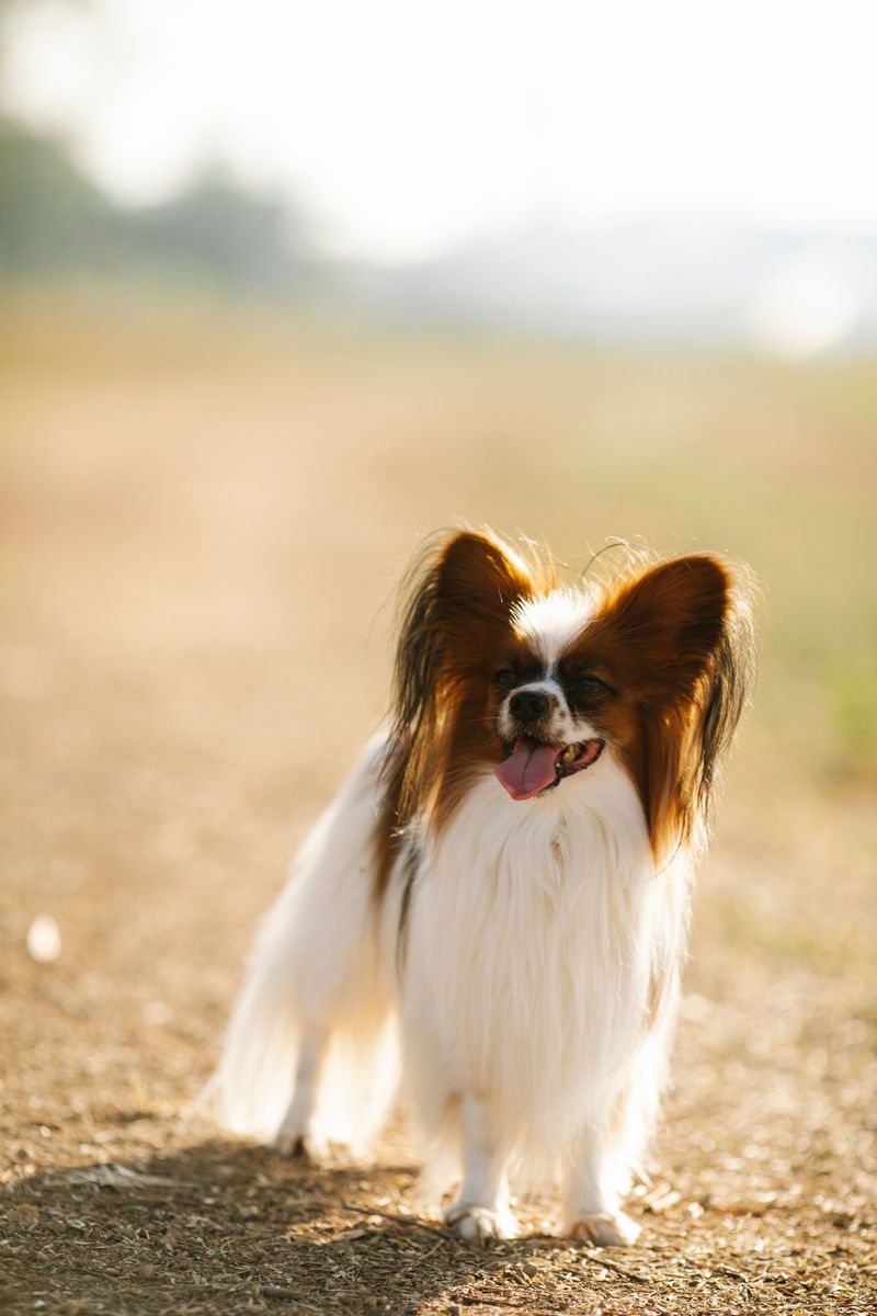 Forget looks for a minute - If temperament comes first, start with these dogs 11 Papillon