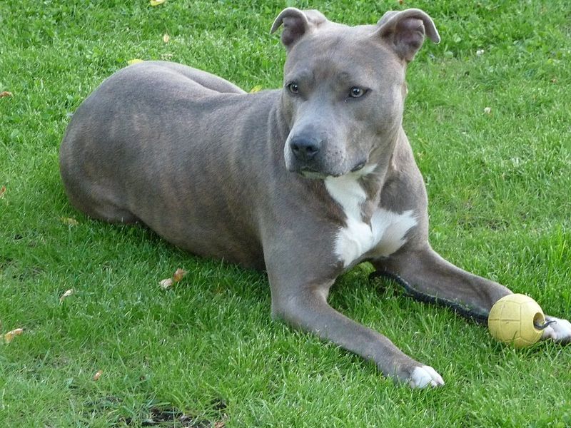 Behind the impressive builds of these dog breeds lies some serious canine jaw power 7 American Staffordshire Terrier