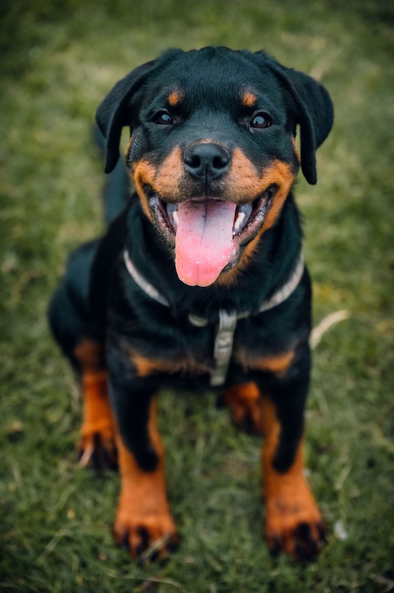 Rottweiler
