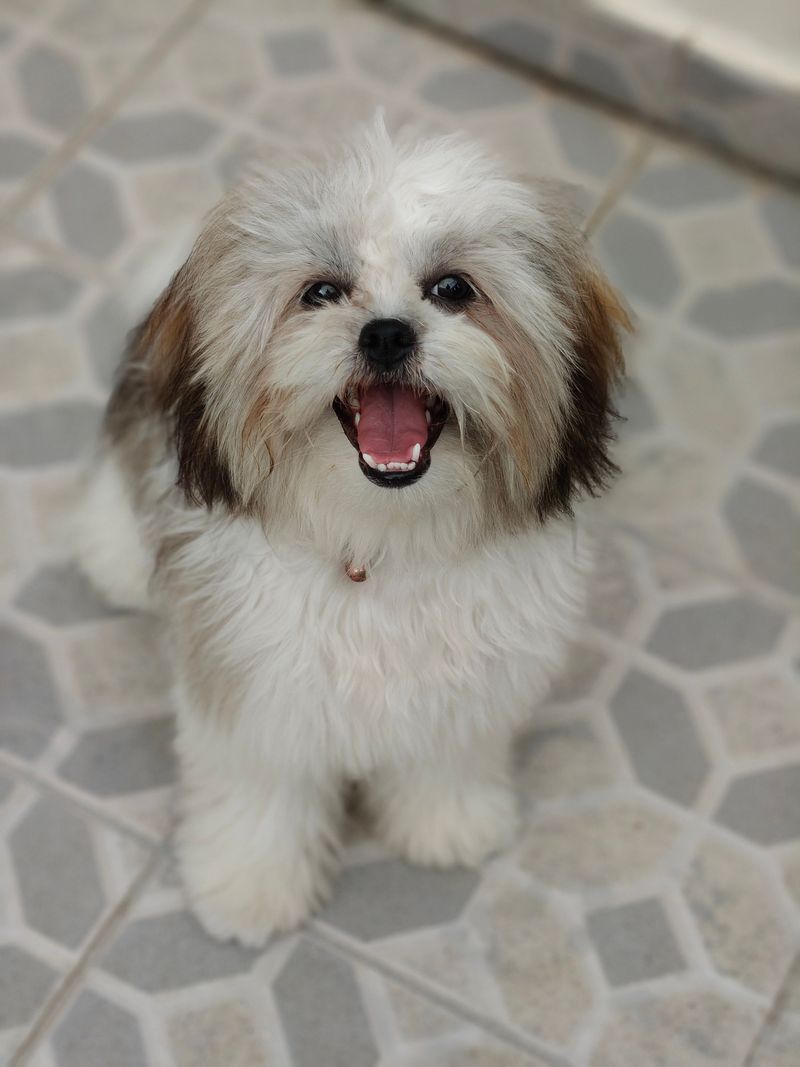 Want a dog that doesn't treat every window like a security checkpoint? Start with these calmer breeds 6 Shih Tzu: The Cheerful Indoor Pal