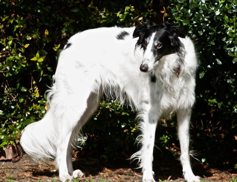 15 dog breeds that turn waiting into a dramatic, emotional performance 13 Silken Windhound