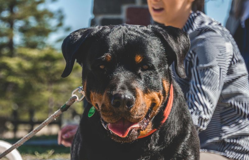 26 Dog Breeds That Feel Most at Home Around People 23 Rottweiler