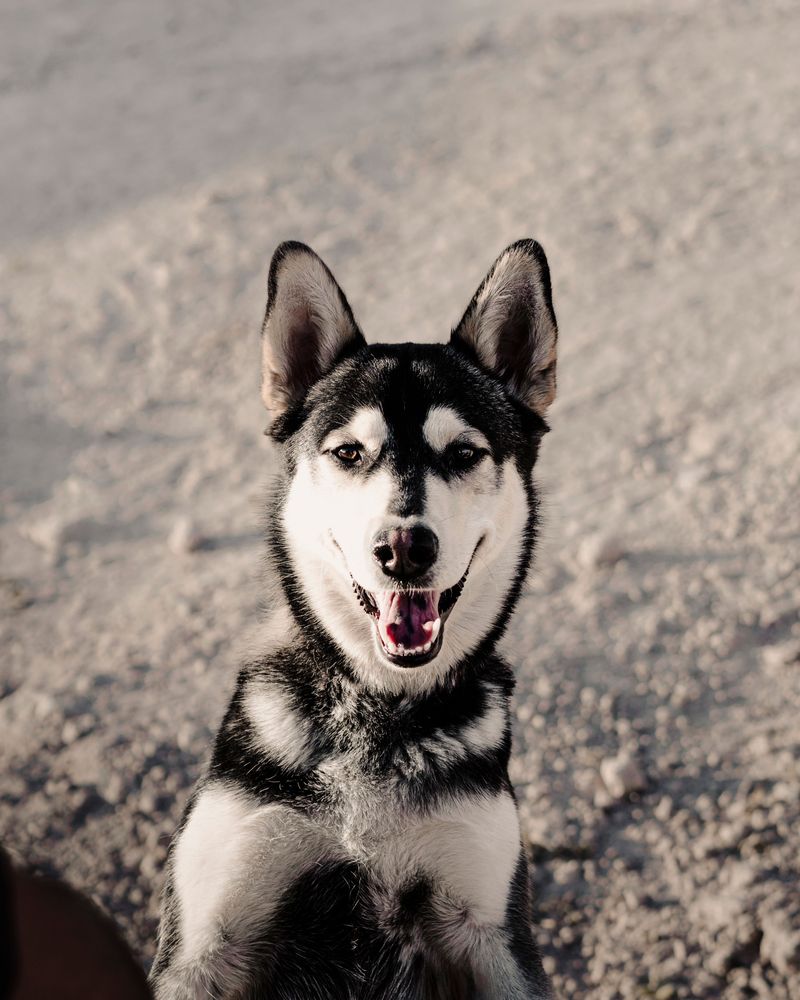 Your dog isn't acting like itself anymore? These 13 breeds highlight why small changes deserve a closer look 14 Siberian Husky