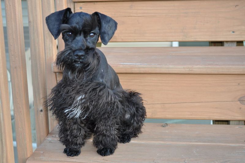 They may be closer to the floor - but these dog breeds are never short on personality 12 Miniature Schnauzer