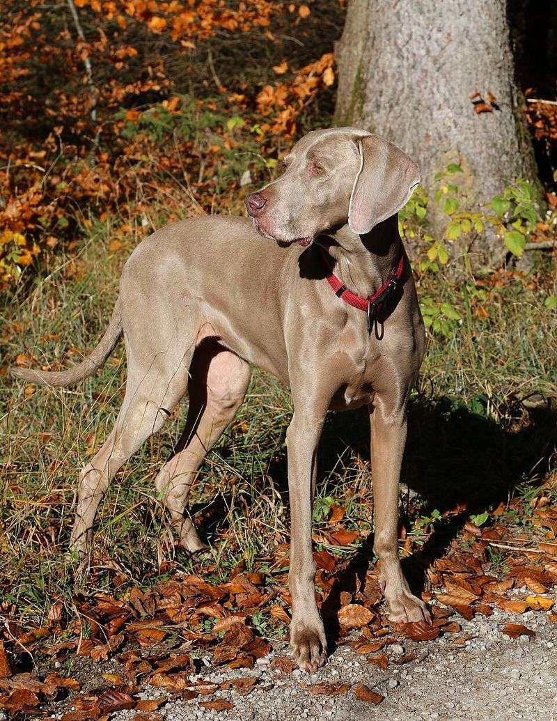15 dog breeds that seem like they would be the stars of a long summer spent outdoors 13 Weimaraner