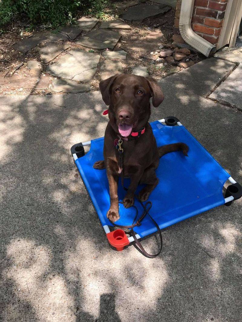 19 Small Changes That Can Instantly Improve Your Dog’s Behavior 17 Practice Consent-Based Handling