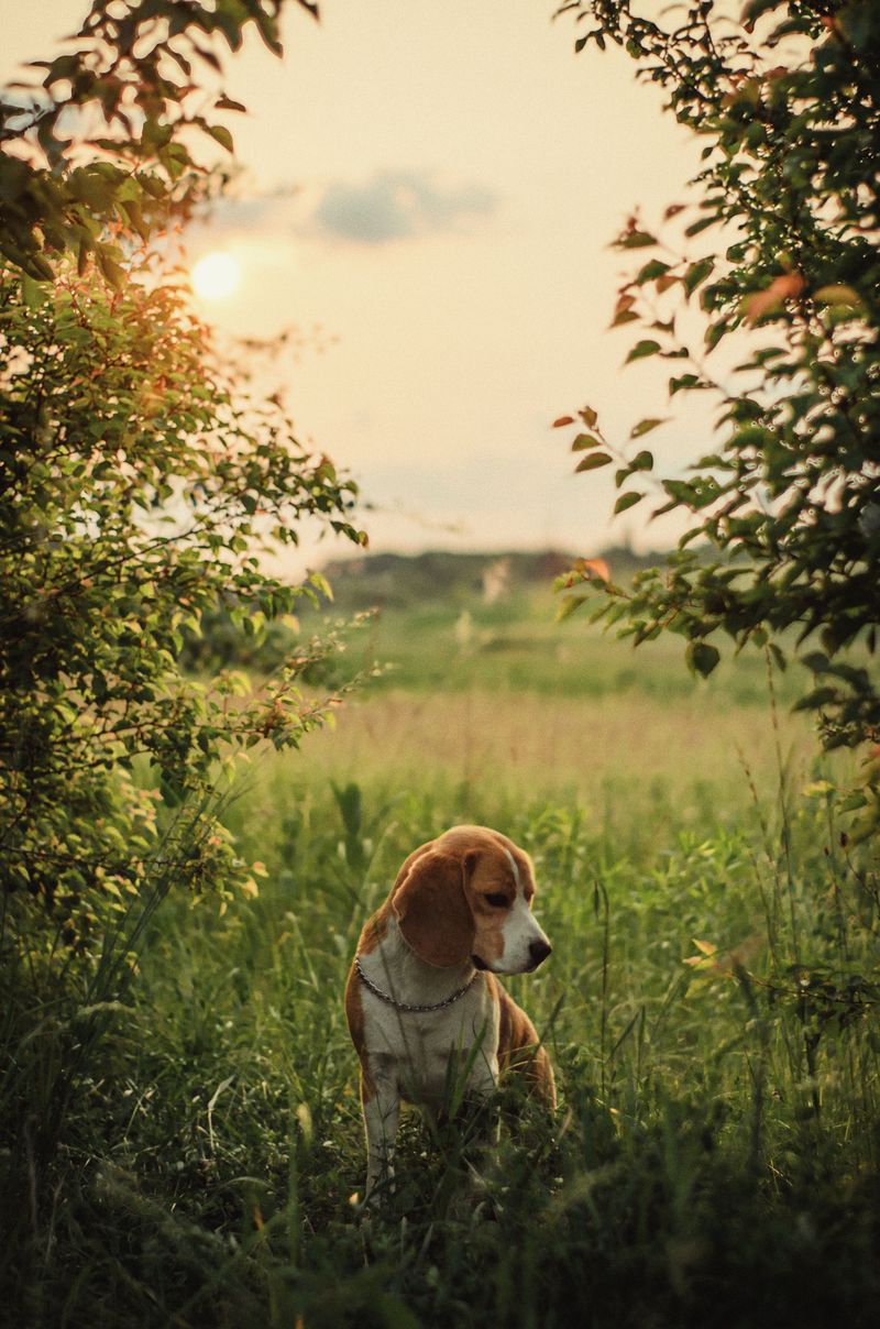 12 dog breeds that can shut down around conflicting commands - plus 3 that roll with the chaos 13 Beagle - chaos-friendly clown with a nose-first plan