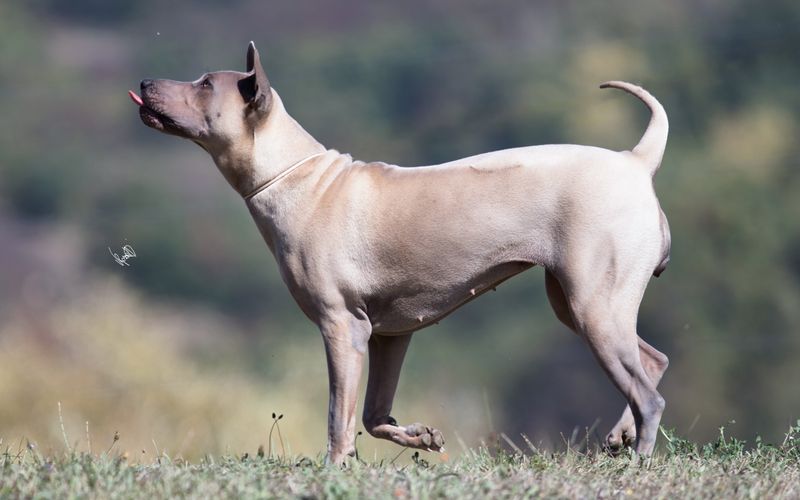24 Dog Breeds Rapidly Rising in Popularity in 2025 9 Thai Ridgeback
