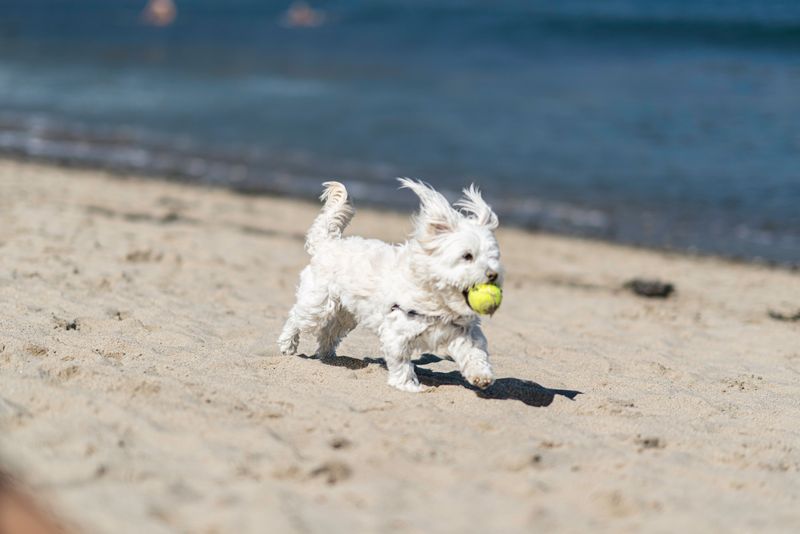 Some dogs check in occasionally - These breeds can turn staying nearby into part of the daily routine 10 Maltese