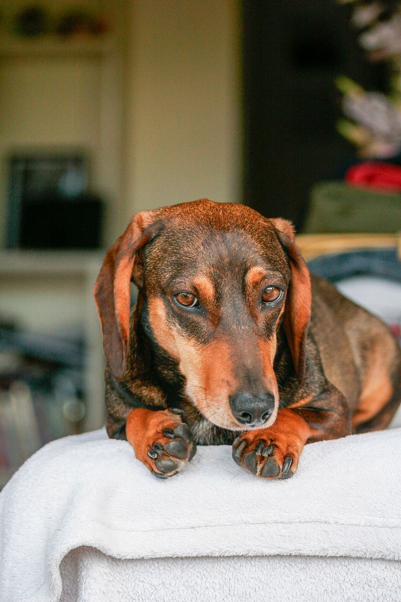12 dogs that make people fall for the face first - then discover there's plenty of personality behind it 4 Dachshund
