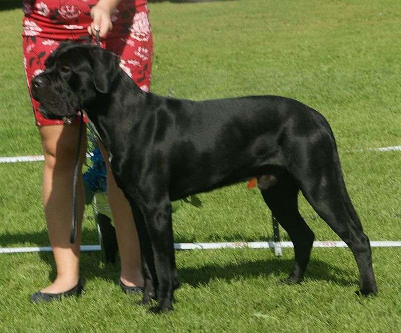 Cane Corso
