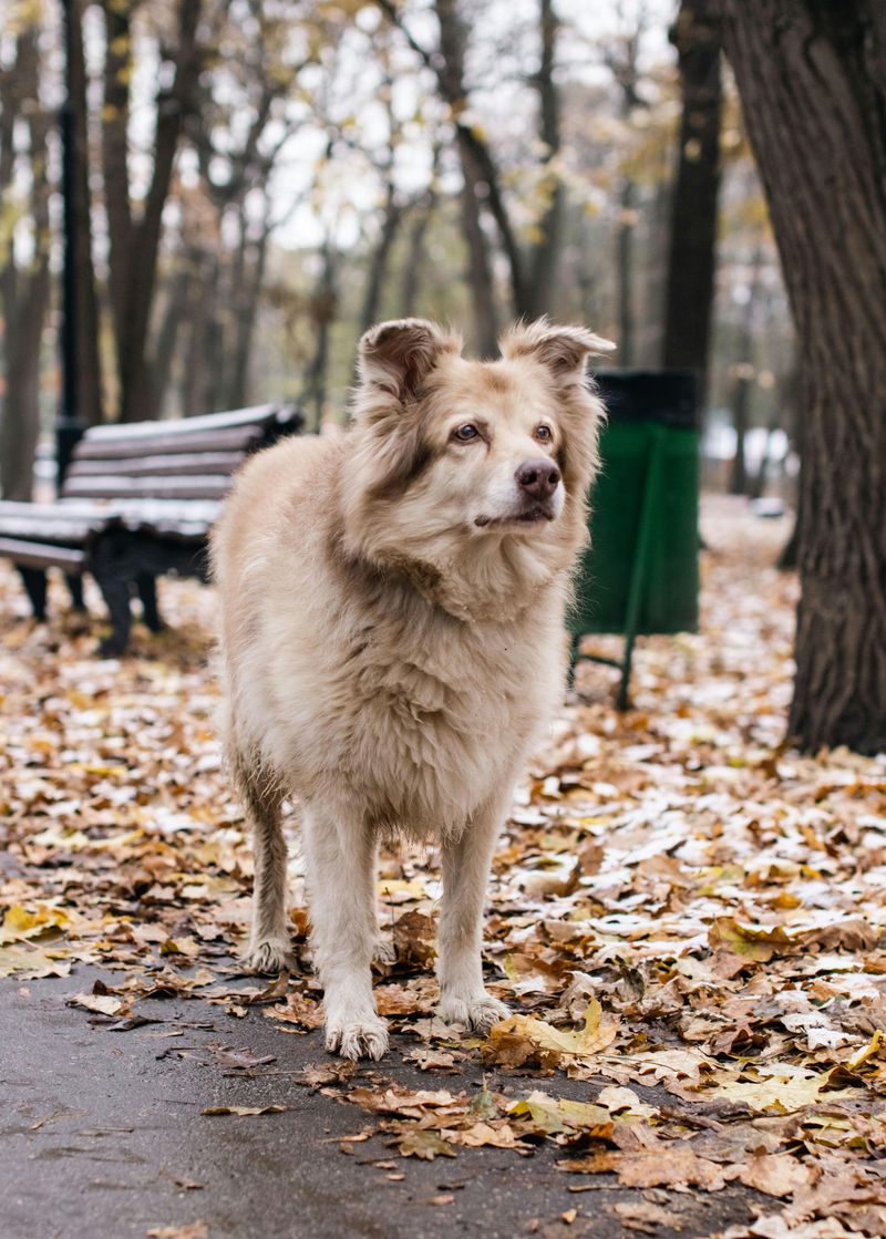Australian Shepherd