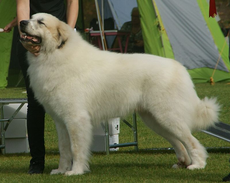 Great Pyrenees