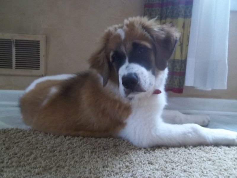 Saint Bernard