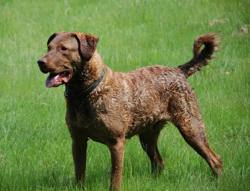 11 Water-Loving Dog Breeds That Especially Enjoy Swimming 3 Chesapeake Bay Retriever